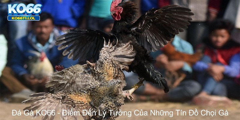 KO66 - Điểm đến lý tưởng của những tín đồ đá gà